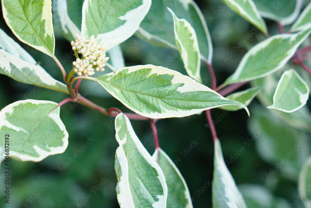 green bushes in the garden, beautiful leaves on the branches green bushes in the garden, beautiful leaves on the branches