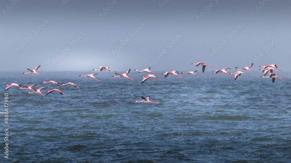 Flock of flying flamingos ( Phoenicopterus ruber roseus), Skeleton Coast, Namibia.