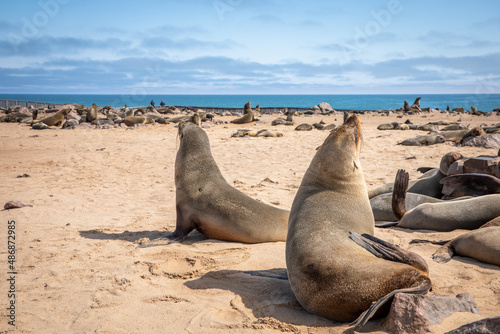 Brown fur seals (Arctocephalus pusillus), Cape Cross, Namibia. photo