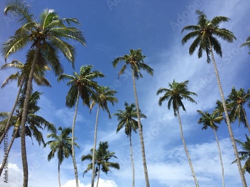 Coconut Trees © Karthikeyan