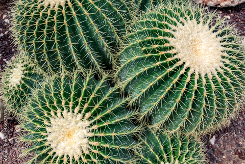 Cacti. Sunny summer day view from the botanical garden called Giardino Botanico La Cutura S.r.l.  Contrada Cutura  Giuggianello LE  region of Lecce  Italy