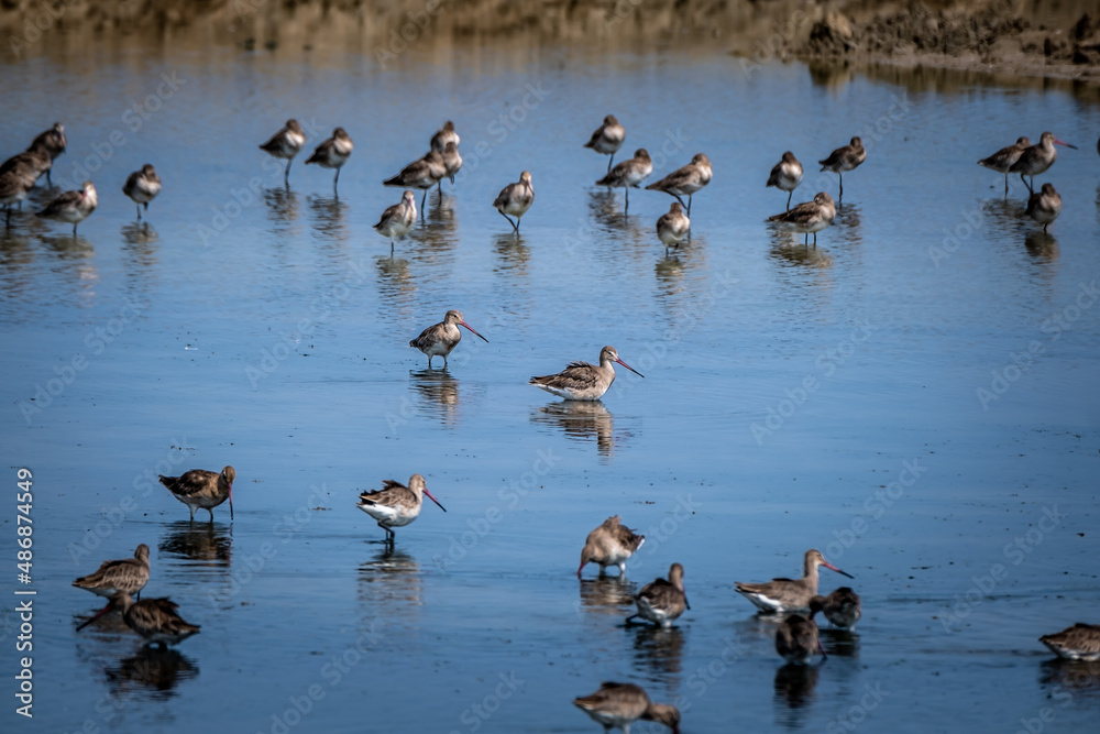 Group of Eastern Black-tailed Godwit(Limosa melanuroides) in nature of Thailand Group of Eastern Black-tailed Godwit(Limosa melanuroides) in nature of Thailand