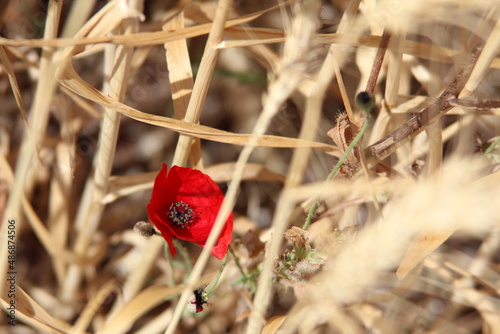 red poppy in the field