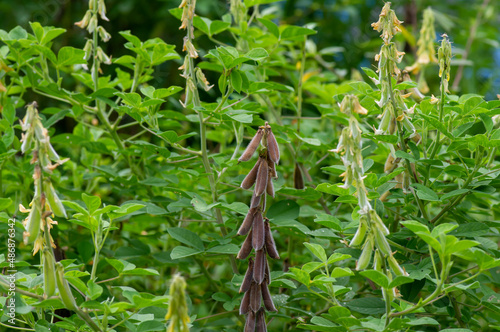 Crotalaria longirostrata, the chipilín (Crotalaria pallida) seed and leaves photo