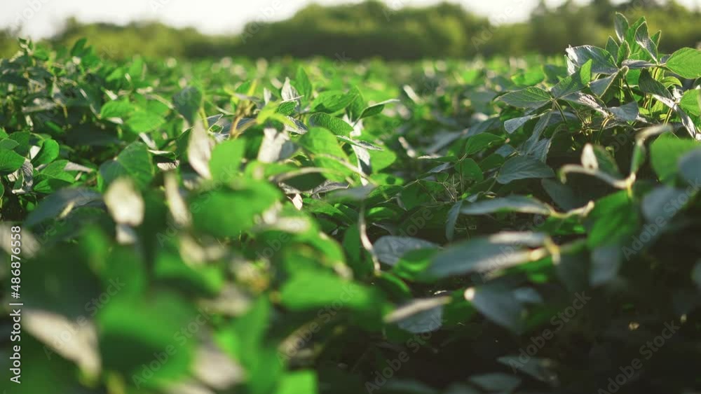 soybean soy field of green plants a general plan nature agriculture sunlight. organic farming. agriculture plantation business farm concept. soy vegetable healthy food agriculture