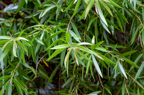 Green leaf buds of Cajuput leaves (Melaleuca cajuputi), in shallow focus