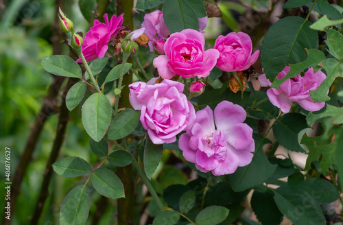 Pink roses with blur background, on shallow focus