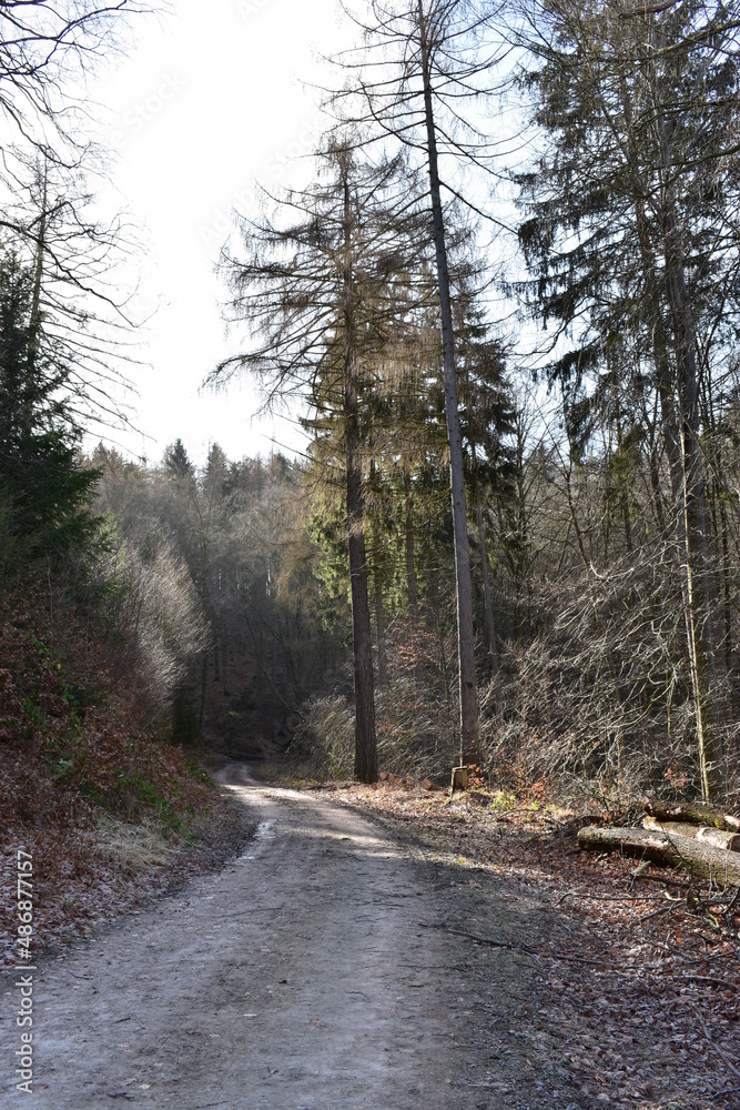 Fototapeta premium Wald