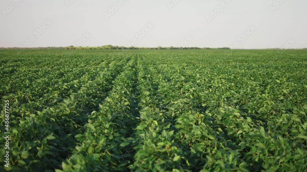 soybean soy field of green plants a general sunlight plan nature agriculture. organic farming. agriculture plantation business farm concept. soy vegetable healthy food agriculture soybean soy field of green plants a general sunlight plan nature agriculture. organic farming. agriculture plantation business farm concept. soy vegetable healthy food agriculture