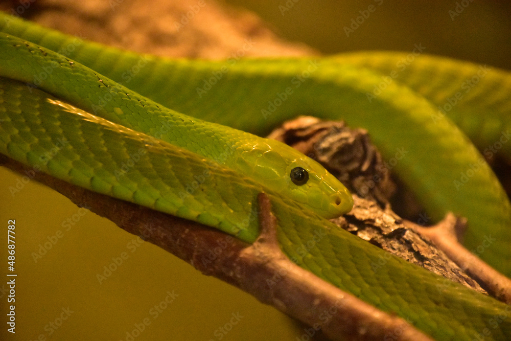 Coiled Green Mamba Snake in a Tree