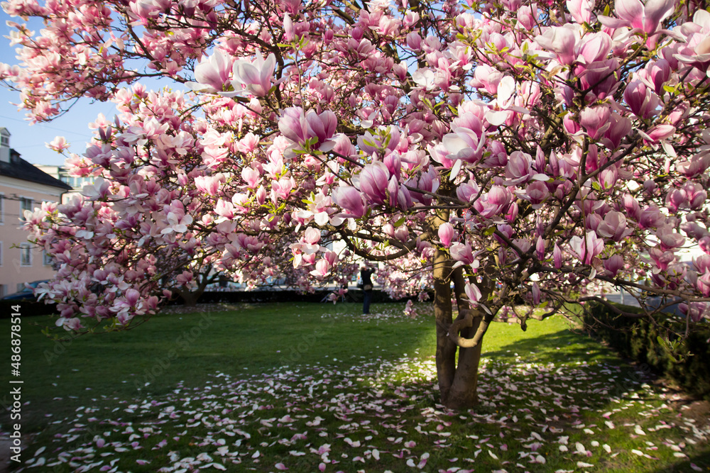 Obraz premium Blooming magnolia tree in spring. High quality photo
