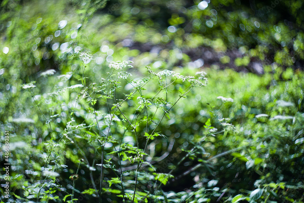 Chaerophyllum green grass herb in field with hot sun Chaerophyllum green grass herb in field with hot sun