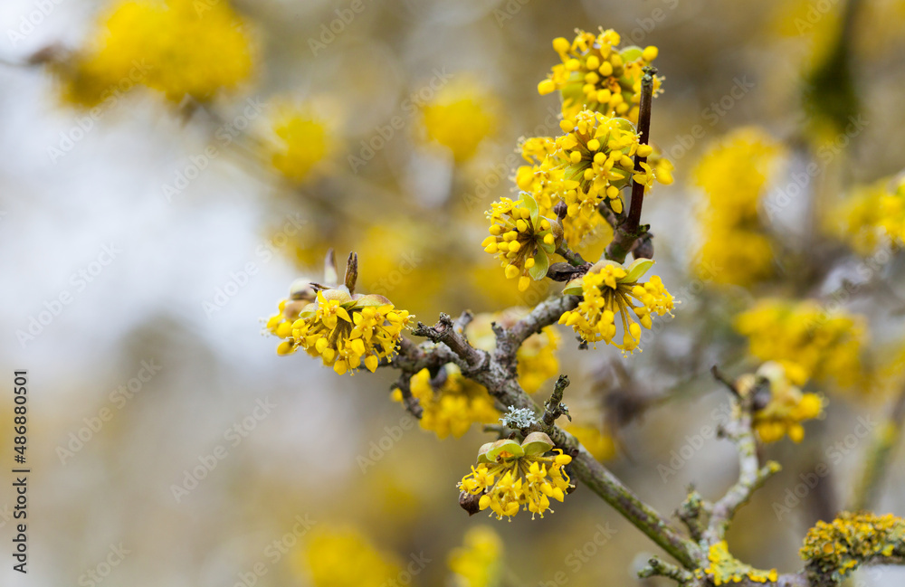cornus mas tree in blossom by yellow flowers cornus mas tree in blossom by yellow flowers