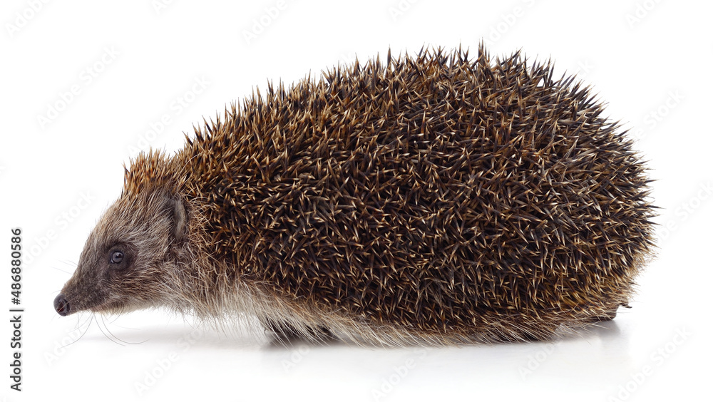 Obraz premium One big brown hedgehog.