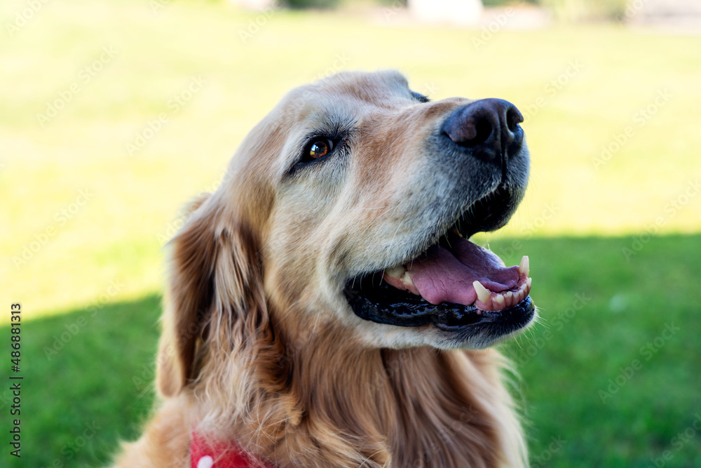 Obraz premium golden retriever portrait in the field
