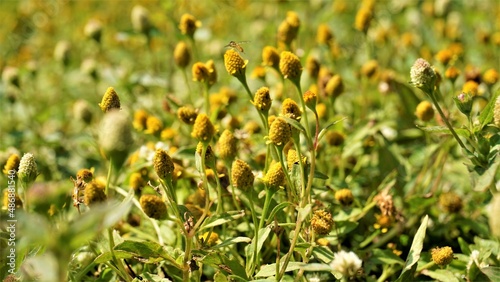 Acmella uliginosa also known as Marsh para cress