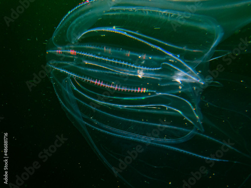 Sea walnut or comb jellyfish, Mnemiopsis leidyi. This is an invasive species in the Sound, the stretch of water between Sweden and Denmark