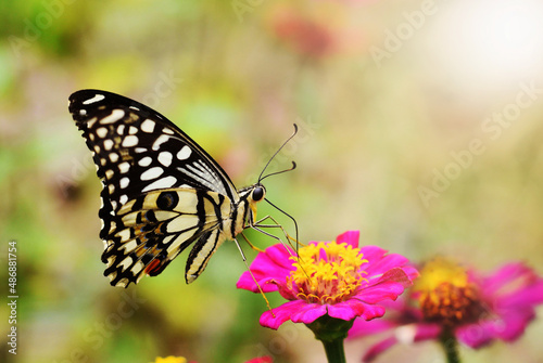 butterfly on a flower © Intira
