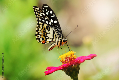 butterfly on a flower © Intira