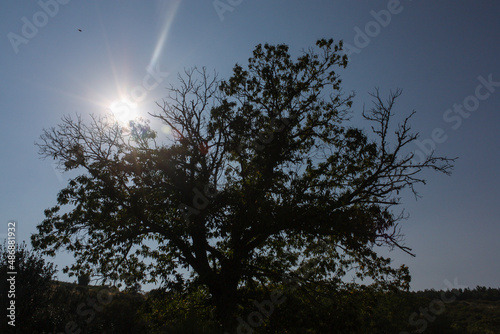 Tree silhouette over the sun in Rihonor de Castilla, Spain photo