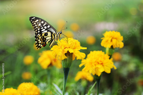 butterfly on flower © Intira