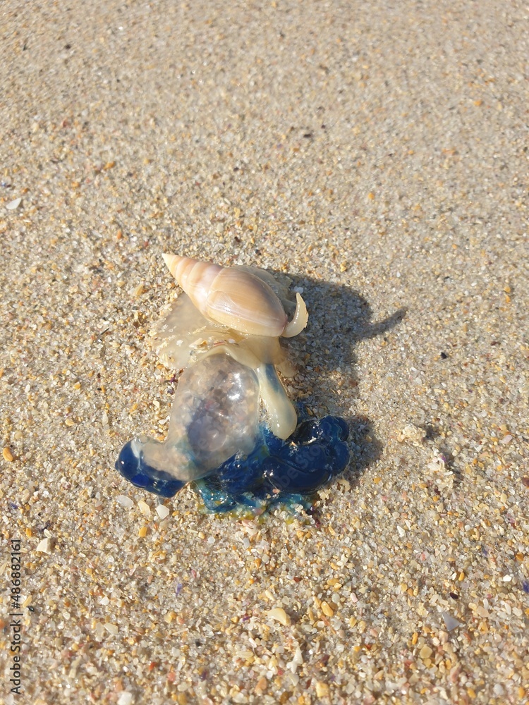 Blue Bottle Jellyfish 3 Blue Bottle Jellyfish 3