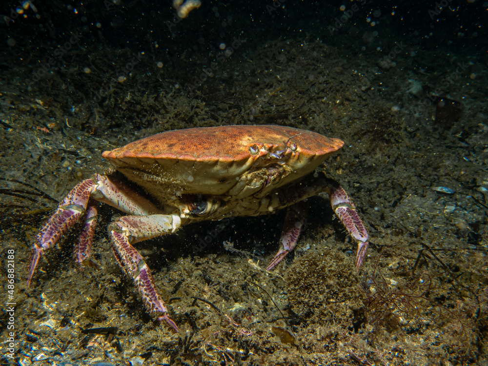 A closeup picture of a Cancer pagurus, also known as edible crab or brown crab. Picture from the Weather Islands, Sweden