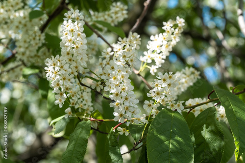 Russia. Kronstadt. May 27, 2020. Fresh young flowers bloomed on the cherry tree.