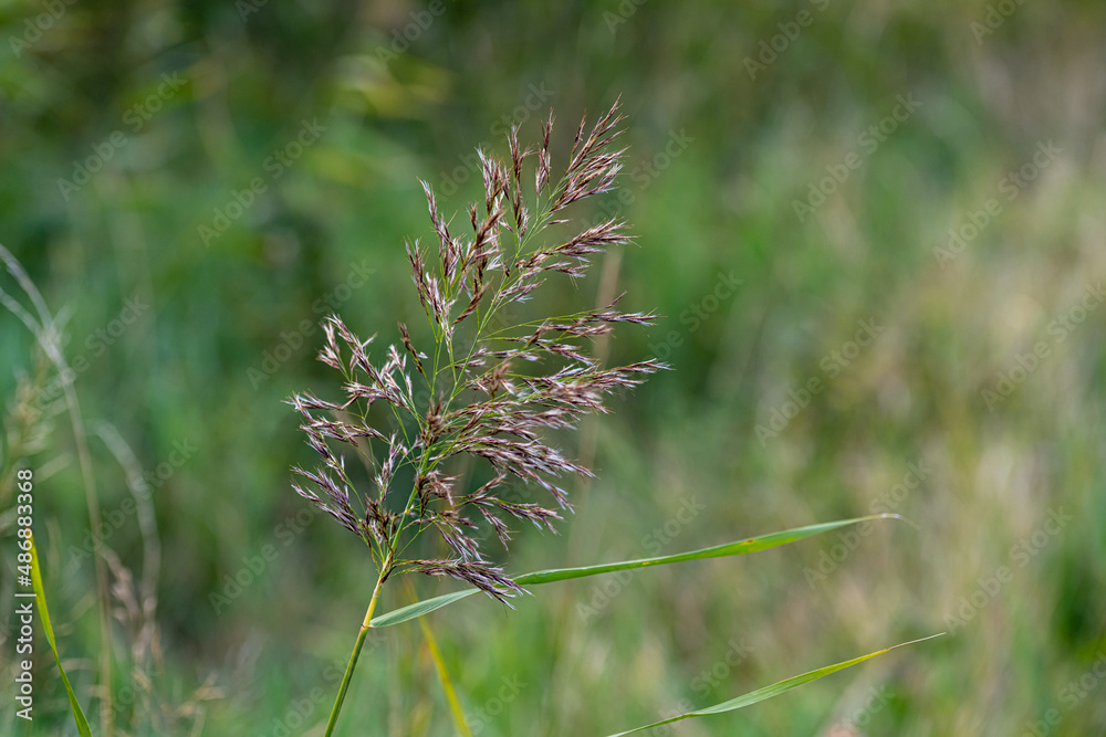 A close-up portrait of a four-month-old German Shepherd puppy. Green grass in the background A close-up portrait of a four-month-old German Shepherd puppy. Green grass in the background