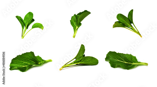 green leaf isolated on white