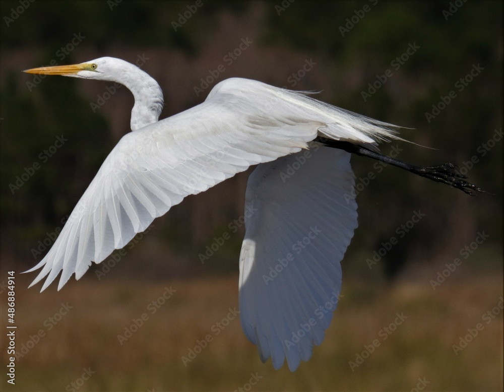 Elegant white heron egrets mating plumage Elegant white heron egrets mating plumage