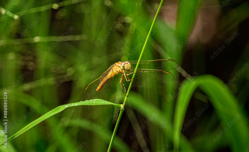 Yellow Dragonfly on stem