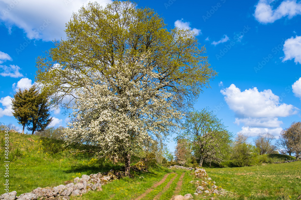 Cultural rural landscape view with flowering trees Cultural rural landscape view with flowering trees