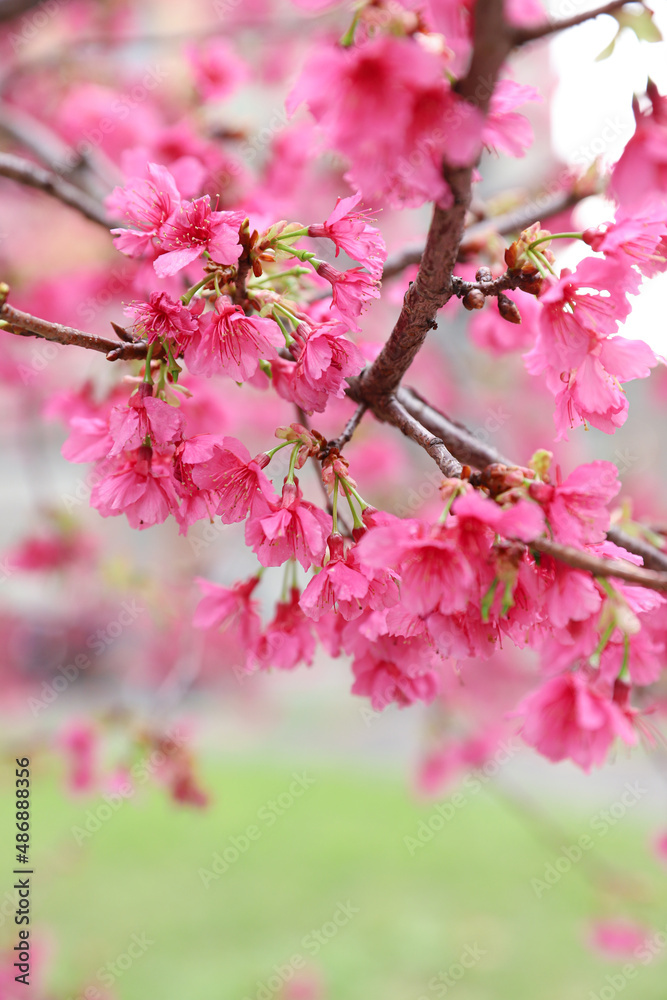 pink cherry blossom pink cherry blossom