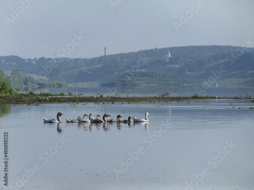 Domestic geese crossing the Oka River, Kasimov city, Ryazan region, Russia