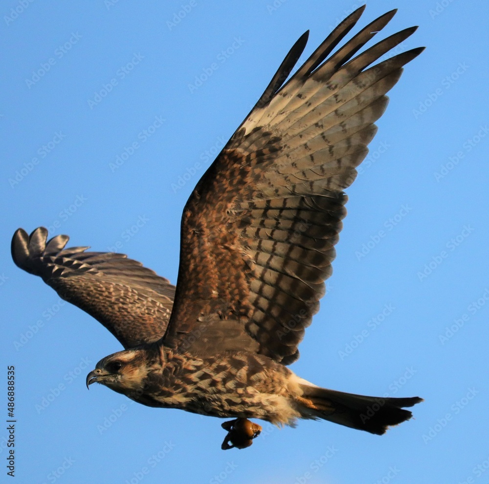 Fototapeta premium Endangered Snail Kite hunting