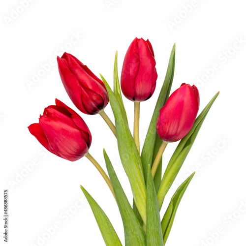 Red tulip flower head isolated on white background.