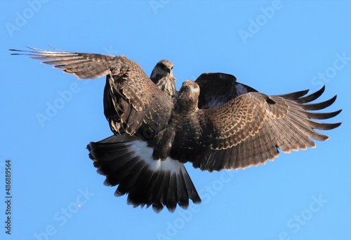 Canvastavla Endangered Snail Kite Mating Talon Lock Ritual Same Sex Couple