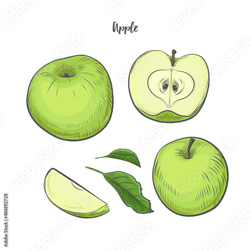 Apple fruit sketch vector illustration. Green apple isolated on white background.