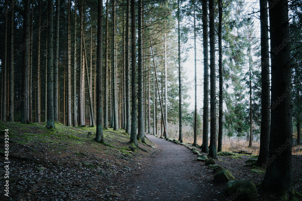 Obraz premium Hiking path in pine forest on the Swedish west coast.