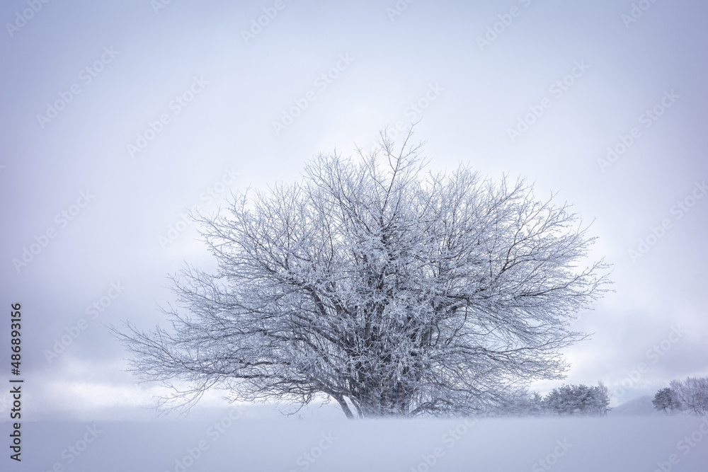 雪樹景 雪樹景
