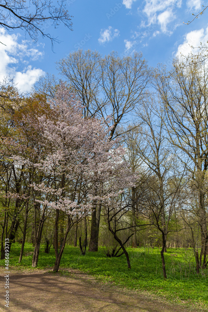 Blooming Cherry tree in the Moscow Botanical Garden of Academy of Sciences