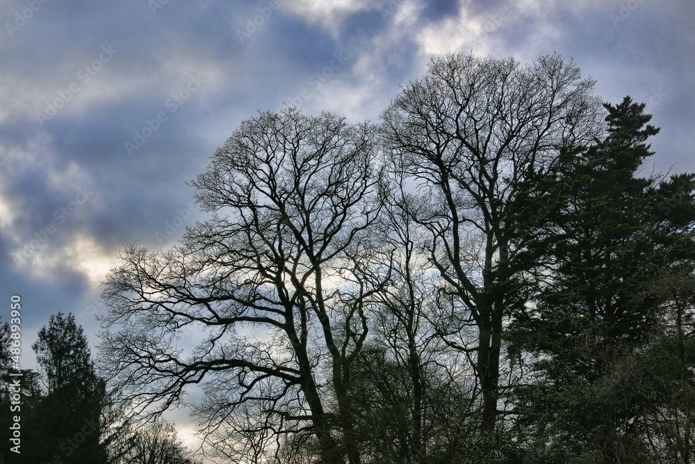 arbres arbres
