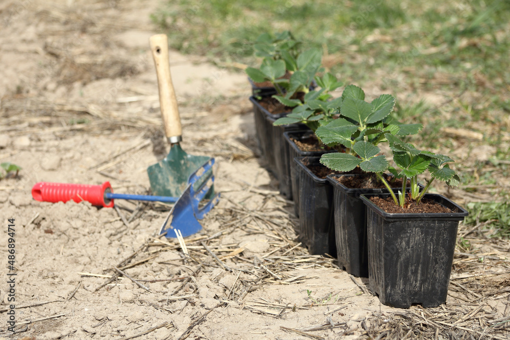 row of pots with bushes of strawberry seedlings against the background of a garden tool. spring planting of berry crops row of pots with bushes of strawberry seedlings against the background of a garden tool. spring planting of berry crops