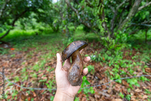 Dark brown mushroom in the hand of a gardener Mushrooms grows in the longan garden. edible mushrooms are not poisonous Although the color of the mushroom is not appetizing, it is named bolete