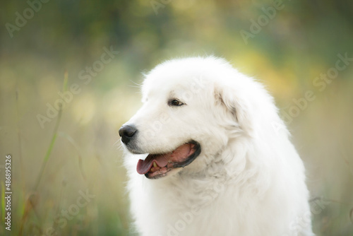 Close-up Portrait of Beautiful maremmano abruzzese dog sitting in the autumn forest. Big happy white sheepdog in fall