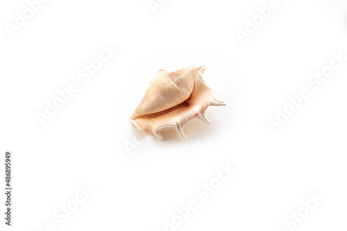 Isolated shells with white Background.