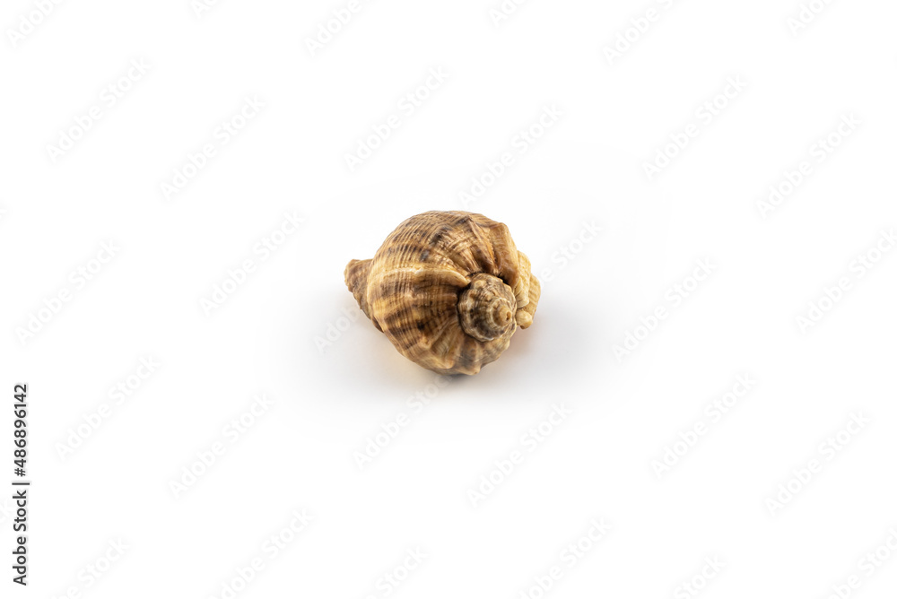 Isolated shells with white Background. Isolated shells with white Background.