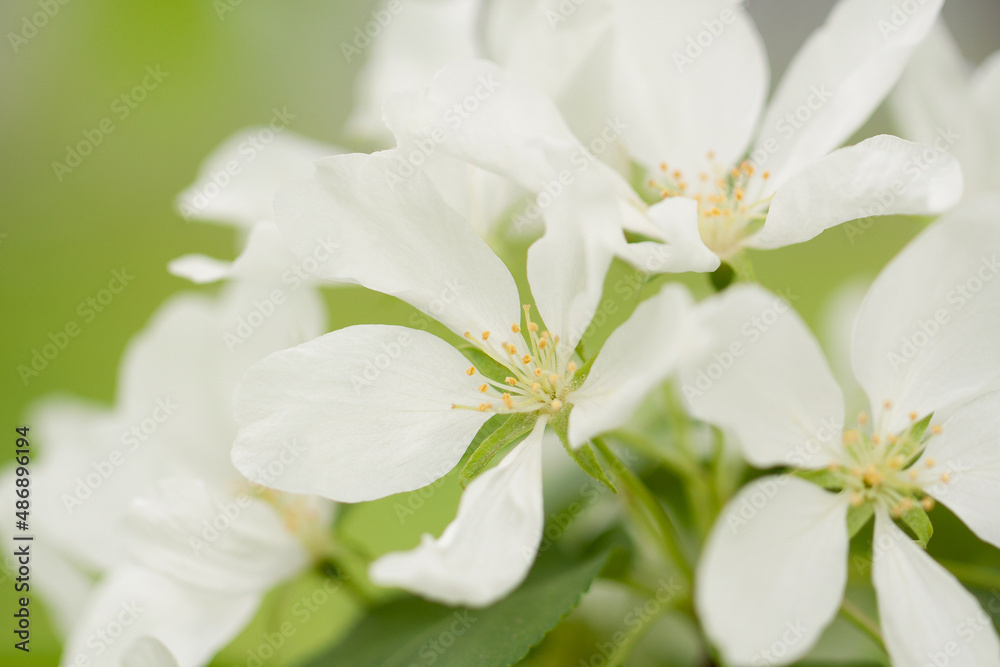 wonderful pear tree flowers with delicate petals bloom in spring sunny park wonderful pear tree flowers with delicate petals bloom in spring sunny park