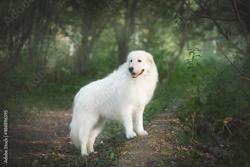 Portrait of big and beautiful white maremma dog standing in the green forest. Gorgeous Maremmano abruzzese sheepdog